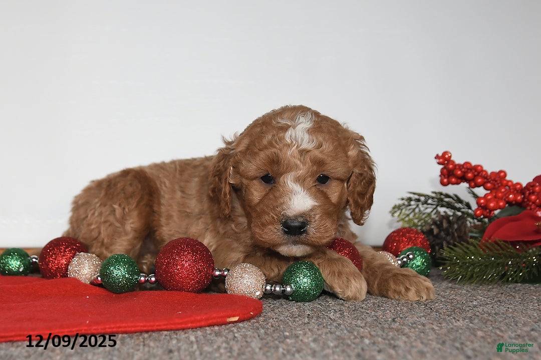 Mini Goldendoodle dogs for sale: Jack - Ad 2