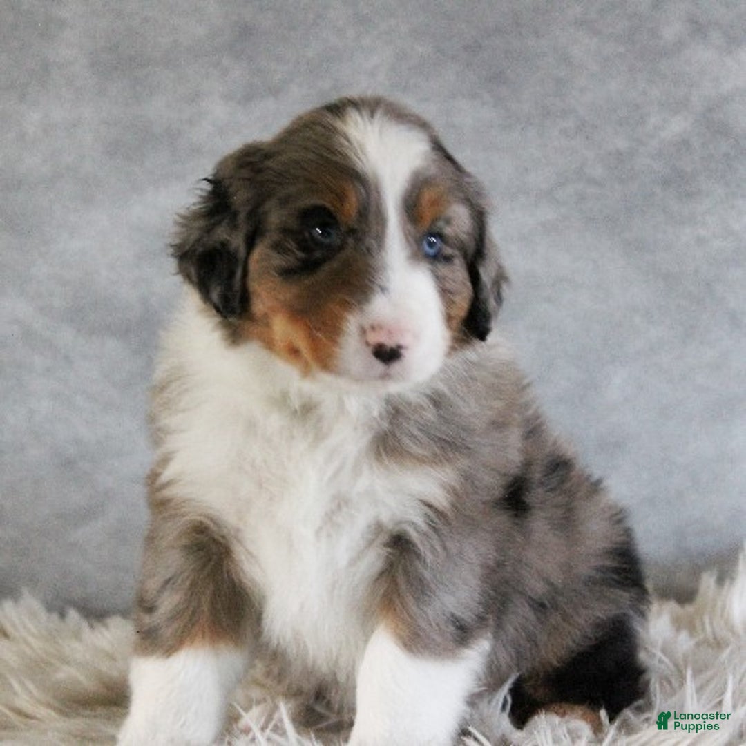 Australian Shepherd dogs for sale: Tanner - Ad 3