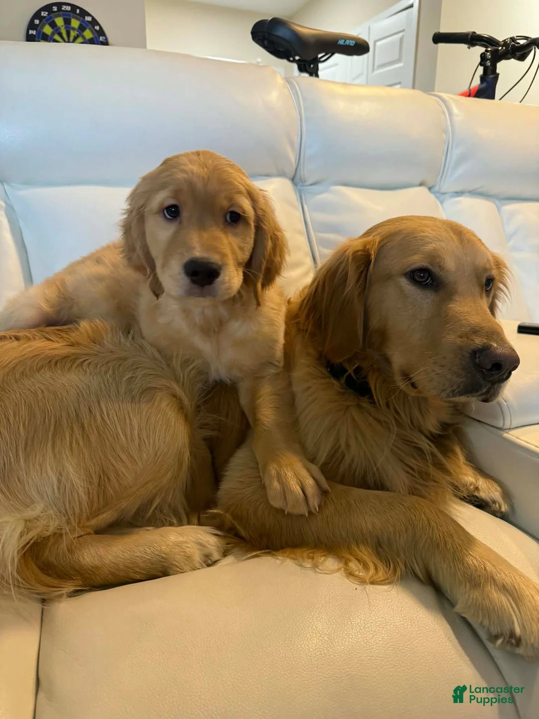 Golden Retriever dogs for sale: Golden Retriever 1 - Ad 9