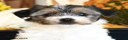 Shorkie dogs for sale: Twinkie - Ad 4