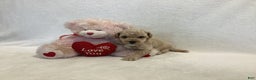 Maltipoo dogs for sale: Cody - Ad 7
