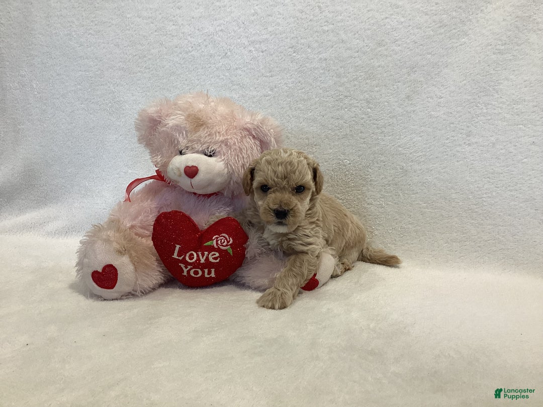 Maltipoo dogs for sale: Cody - Ad 7