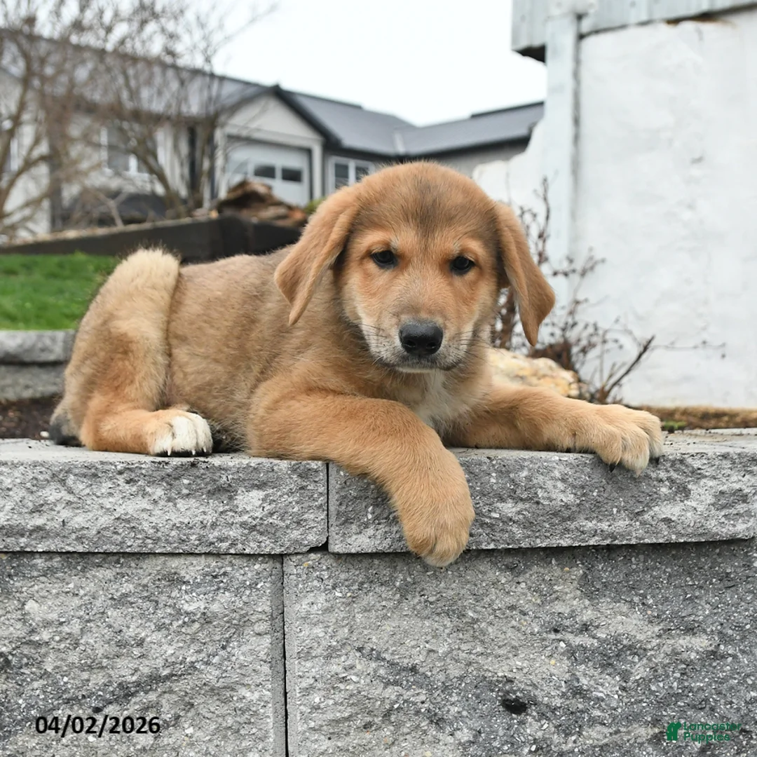 Mixed Breed dogs for sale: Tank - Ad 1