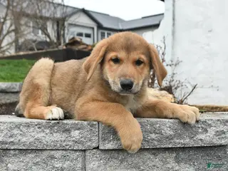 Mixed Breed dogs for sale: Tank - Ad 1