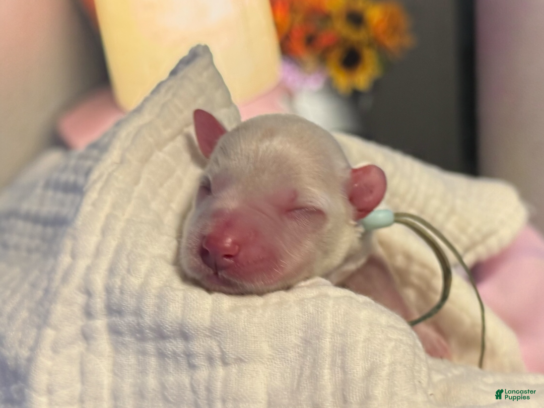 Miniature Schnauzer dogs for sale: Iceman - Ad 6