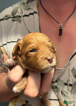 Cavapoo dogs Feliz - Ad 2