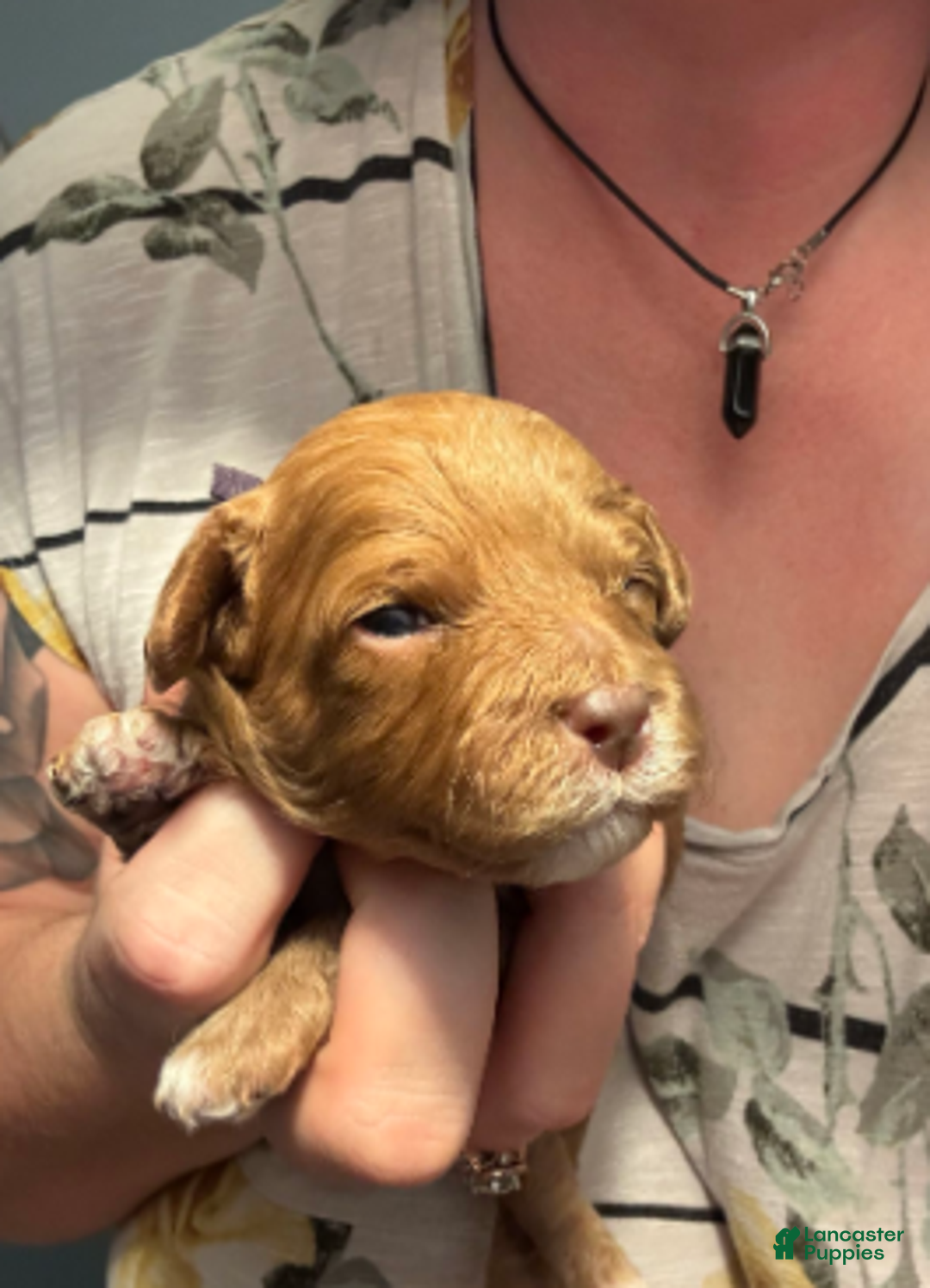 Cavapoo dogs for sale: Feliz - Ad 1