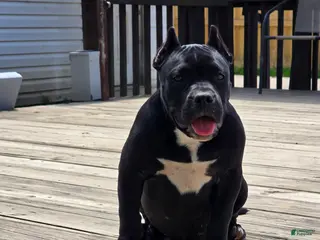 American Bully dogs for sale: Suki - Ad 1