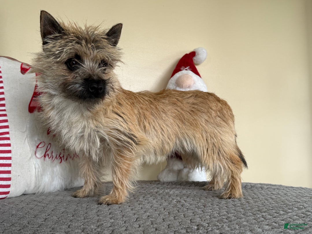 Cairn Terrier dogs for sale: Jayce - Ad 2
