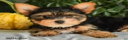 Yorkshire Terrier dogs for sale: Vicky - Ad 3