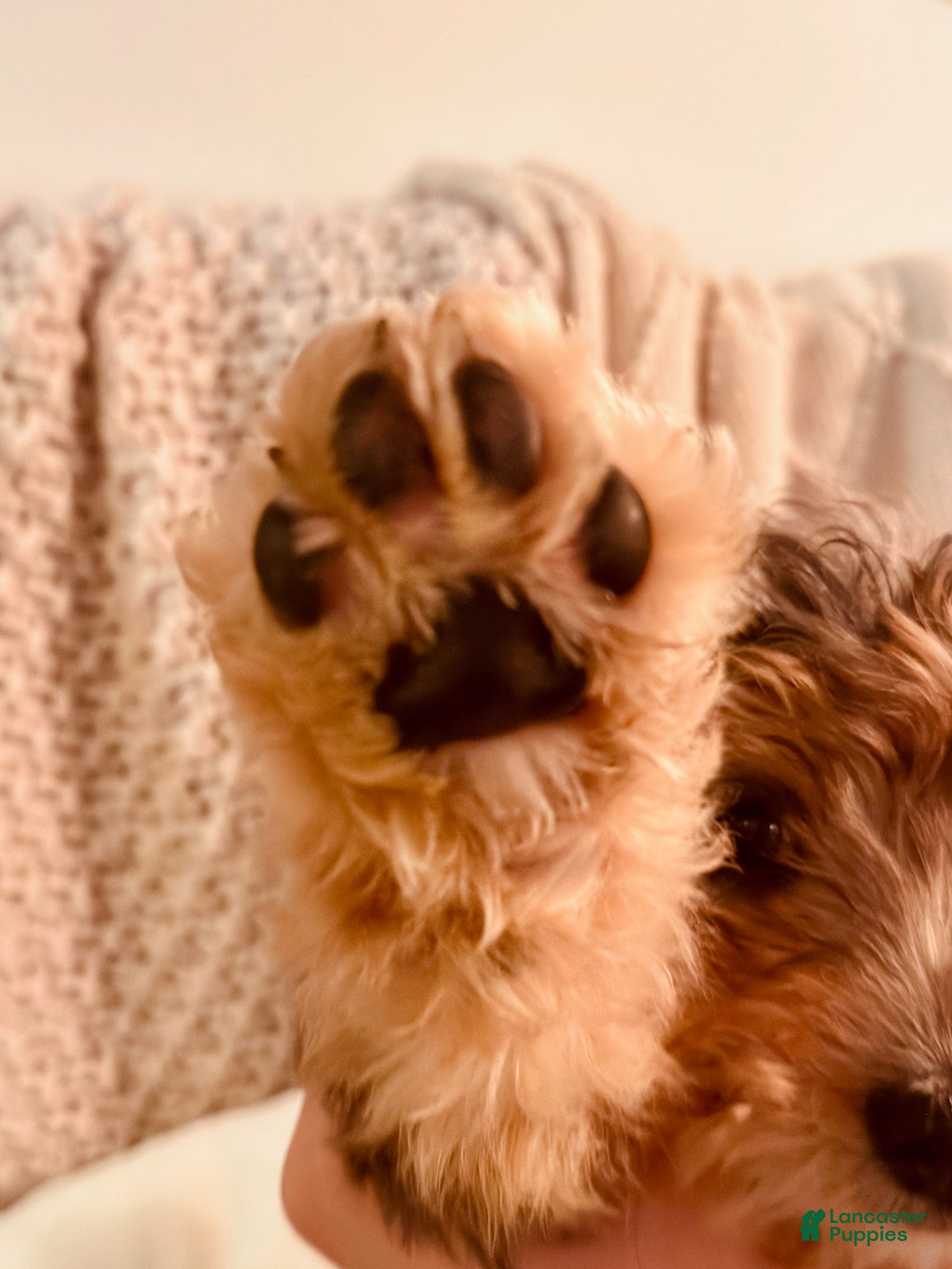 Bernedoodle dogs Eloise, A Beautiful Tri-color Merle, Tan, & White Girl - Ad 2