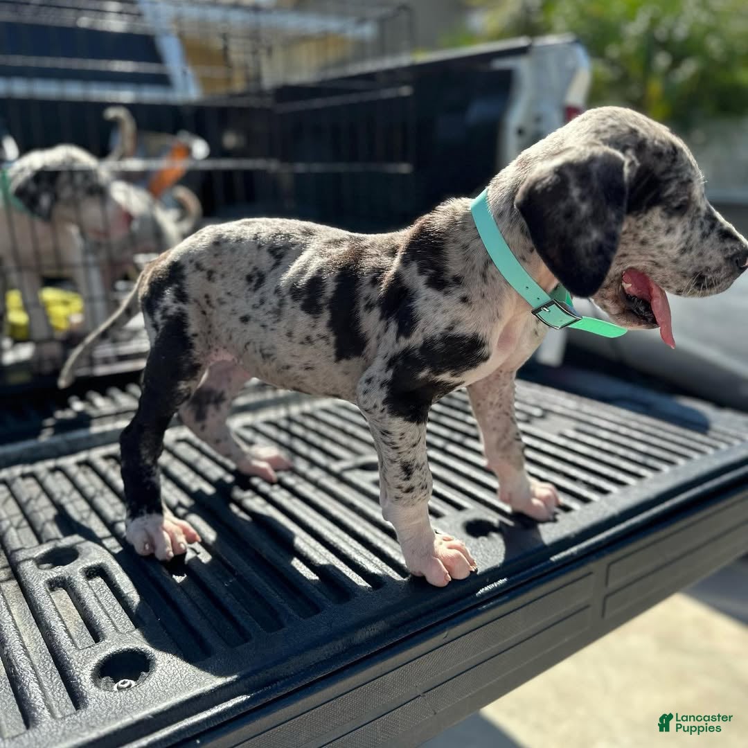 Great Dane dogs Duke (Male) - Ad 5