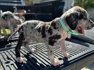 Great Dane dogs Duke (Male) - Ad 13
