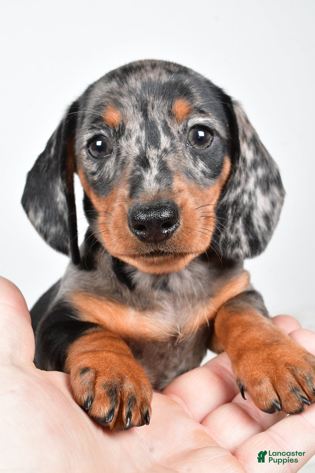 Miniature Dachshund dogs for sale: Polly - Ad 8