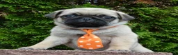 Pug dogs for sale: Porter - Ad 12