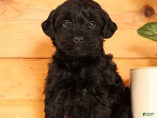 Yorkiepoo dogs Dex - Ad 12