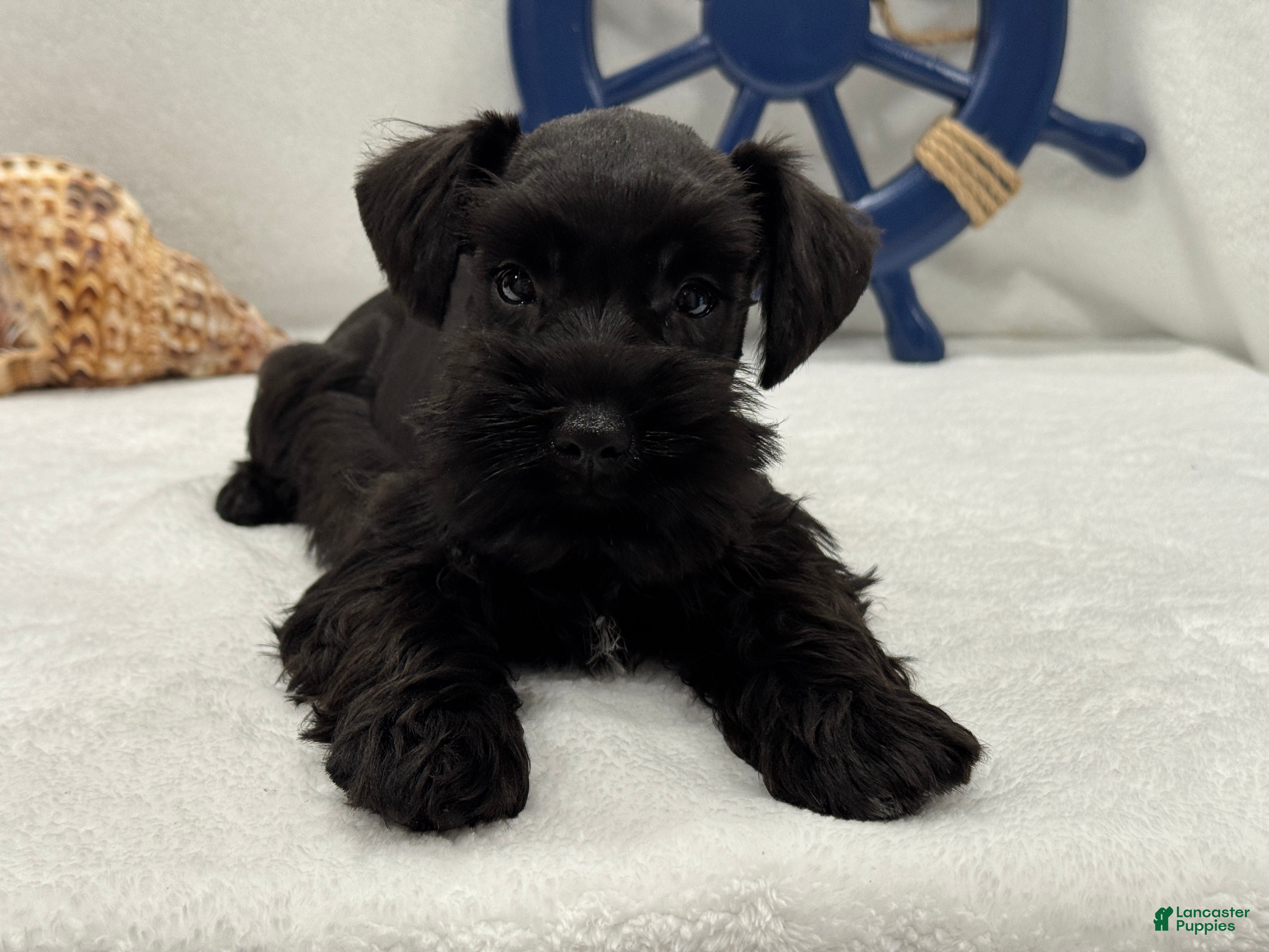 Miniature Schnauzer dogs Bleu Male 3  - Ad 14