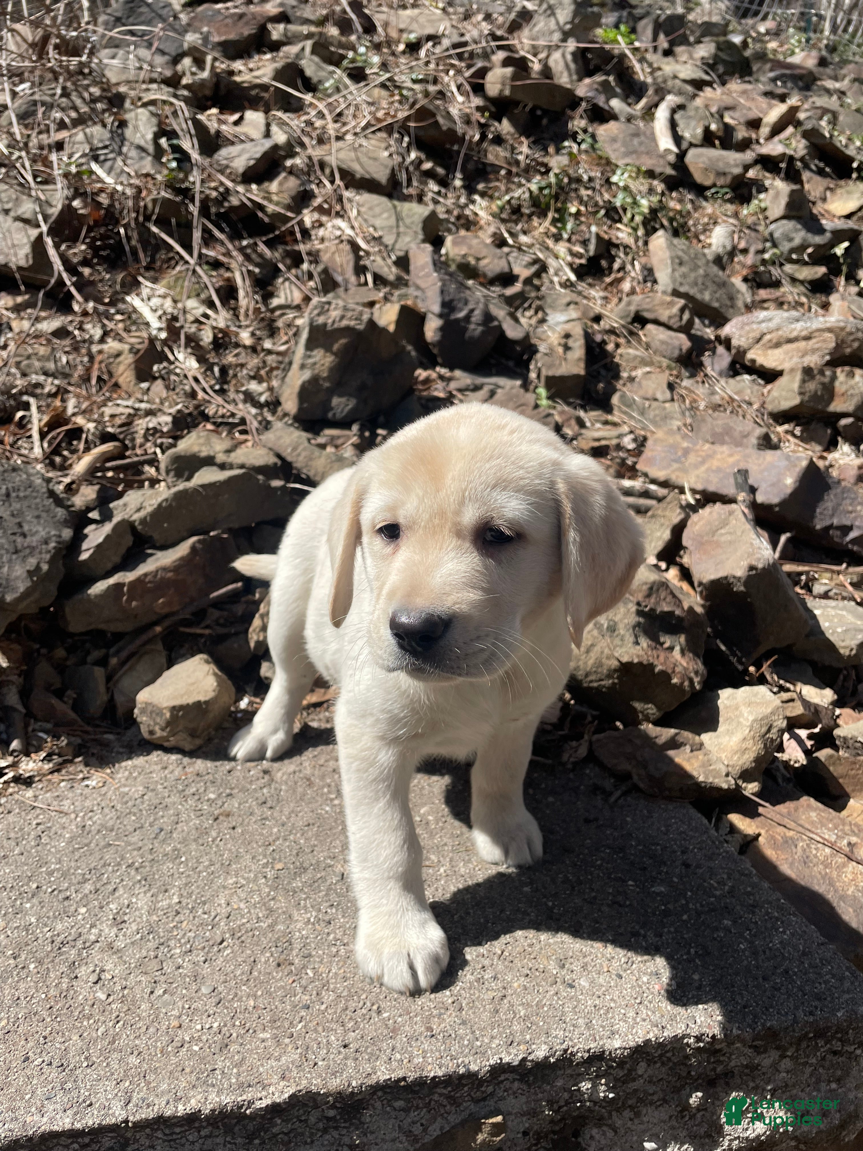 Labrador Retriever dogs Labrador Retriever Collar Red - Ad 1
