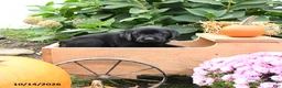 Labrador Retriever dogs for sale: Gertie - Ad 4