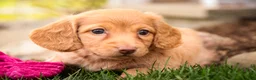 Miniature Dachshund dogs for sale: Bambi - Ad 4
