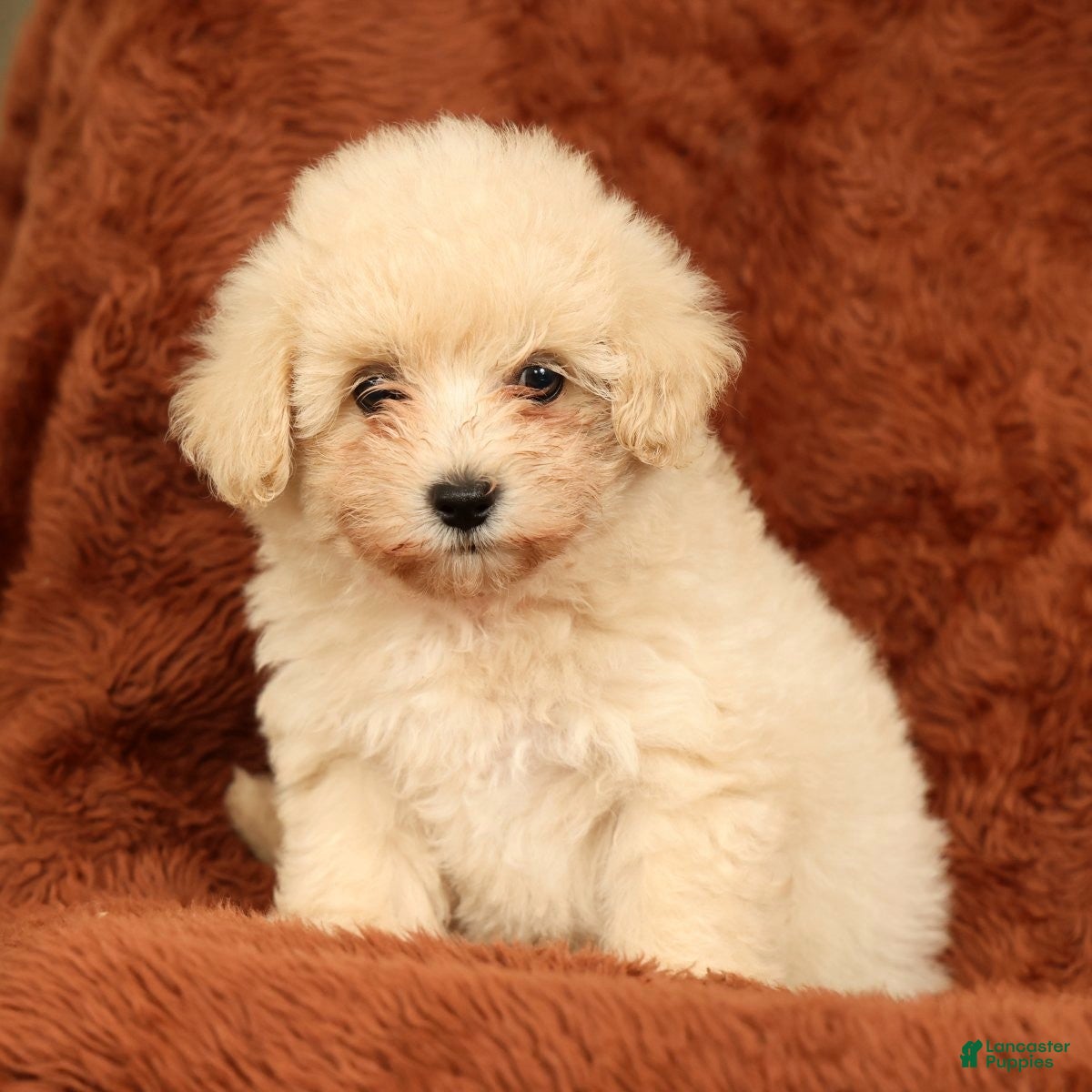 Maltipoo dogs Chloe - Ad 1