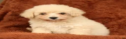 Maltipoo dogs for sale: Chloe - Ad 1
