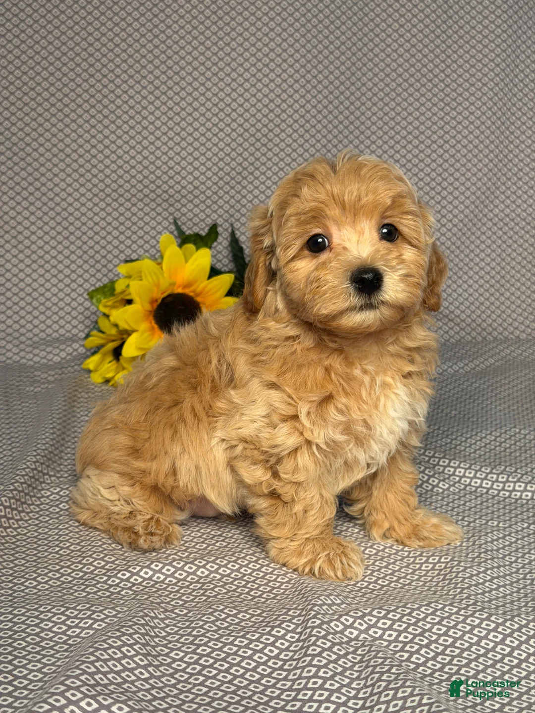 Maltipoo dogs for sale: Austin - Ad 2