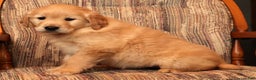 Golden Retriever dogs for sale: Crystal - Ad 8