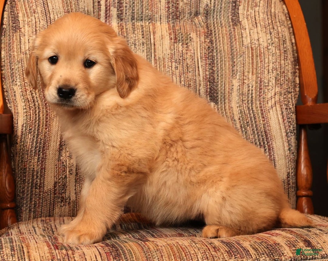 Golden Retriever dogs for sale: Crystal - Ad 8