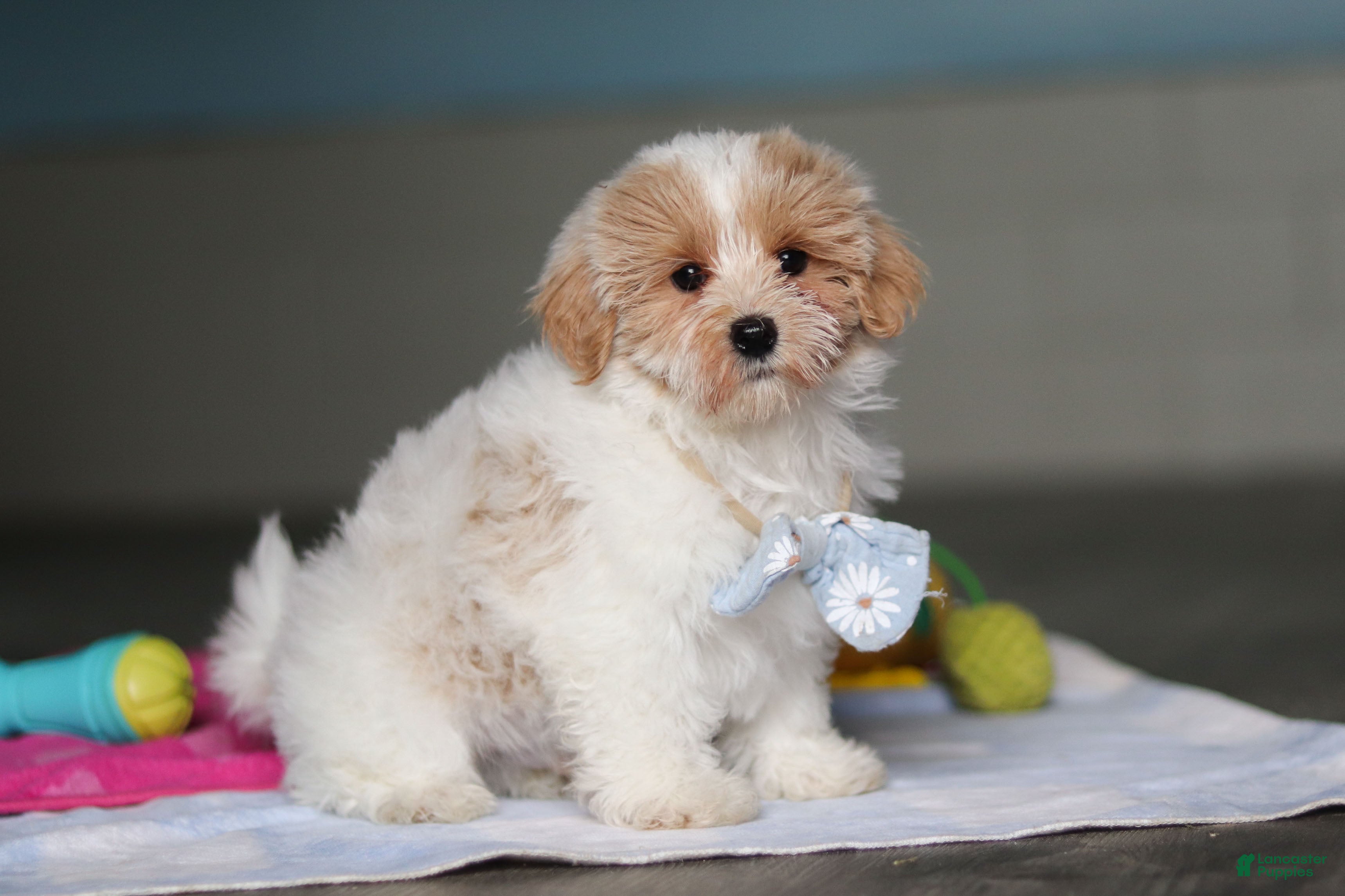 Mixed Breed dogs Harris - Ad 2