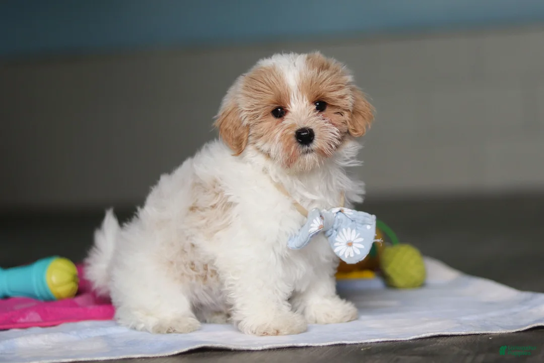 Mixed Breed dogs for sale: Harris - Ad 2