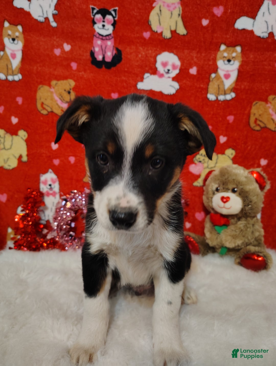 Mixed Breed dogs for sale: Colt - Ad 2