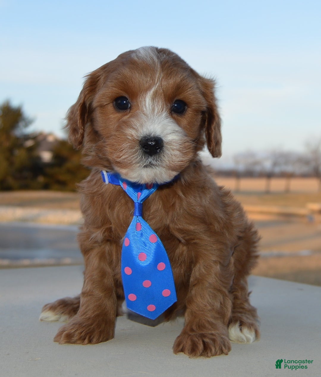 Cockapoo dogs for sale: Charlie - Ad 7