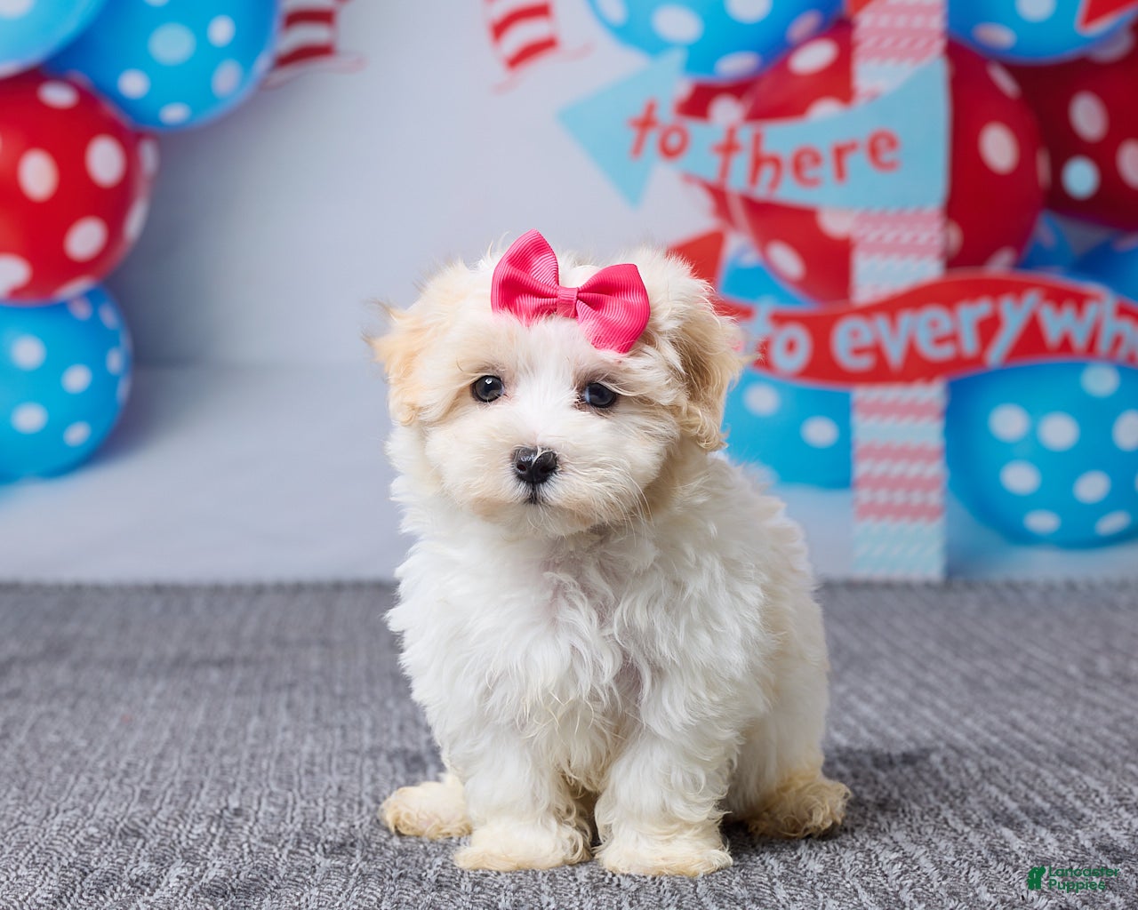 Maltipoo dogs Hazel - Ad 1