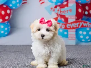 Maltipoo dogs for sale: Hazel - Ad 2