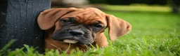 Boxer dogs for sale: Haddie - Ad 6