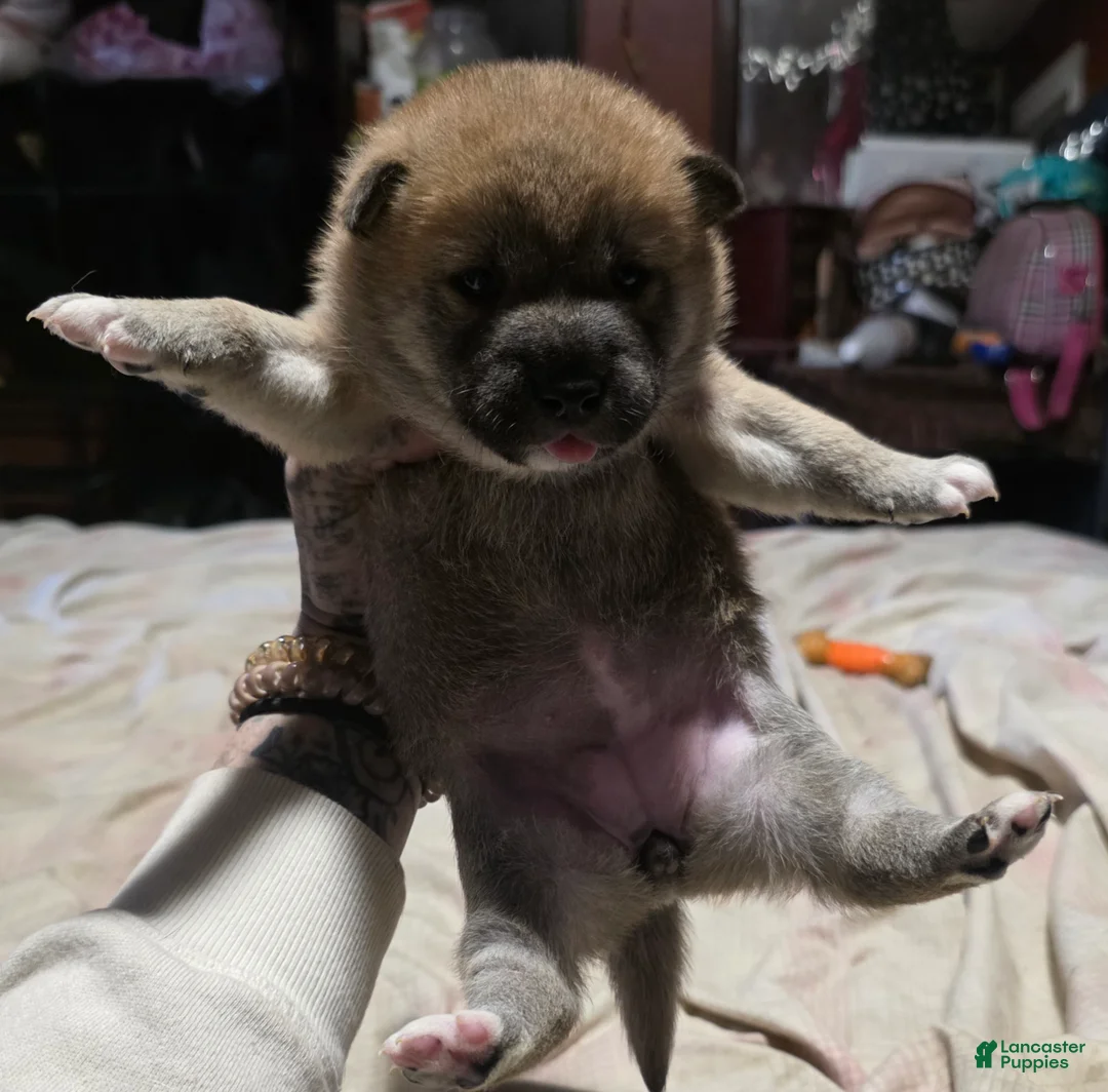 Shiba Inu dogs for sale: Shiba Inu Puppy 4 - Ad 2