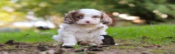 Cavapoo dogs for sale: Captain - Ad 20