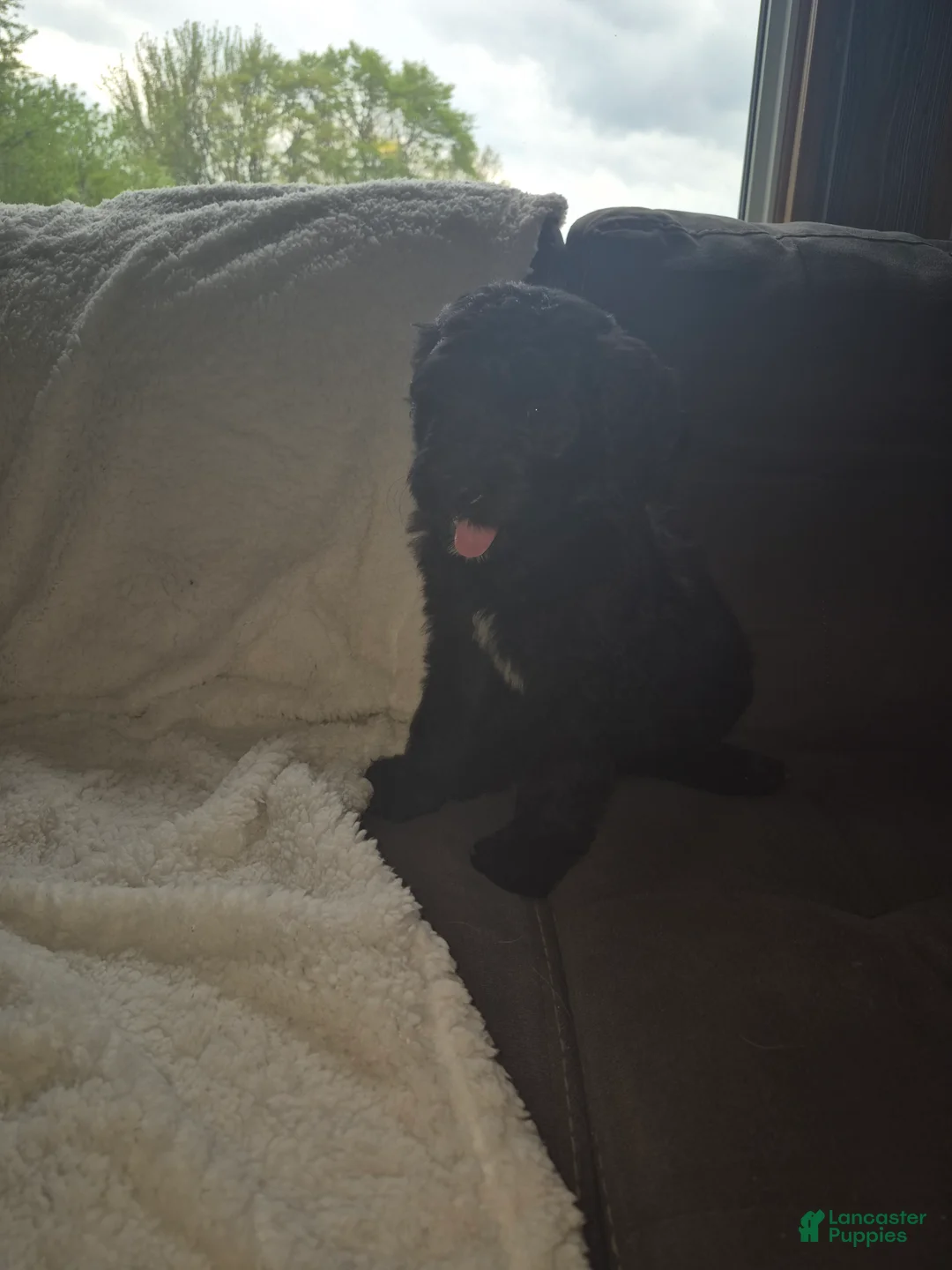 Goldendoodle dogs for sale: Jet - Male Goldendoodle Puppy  - Ad 11