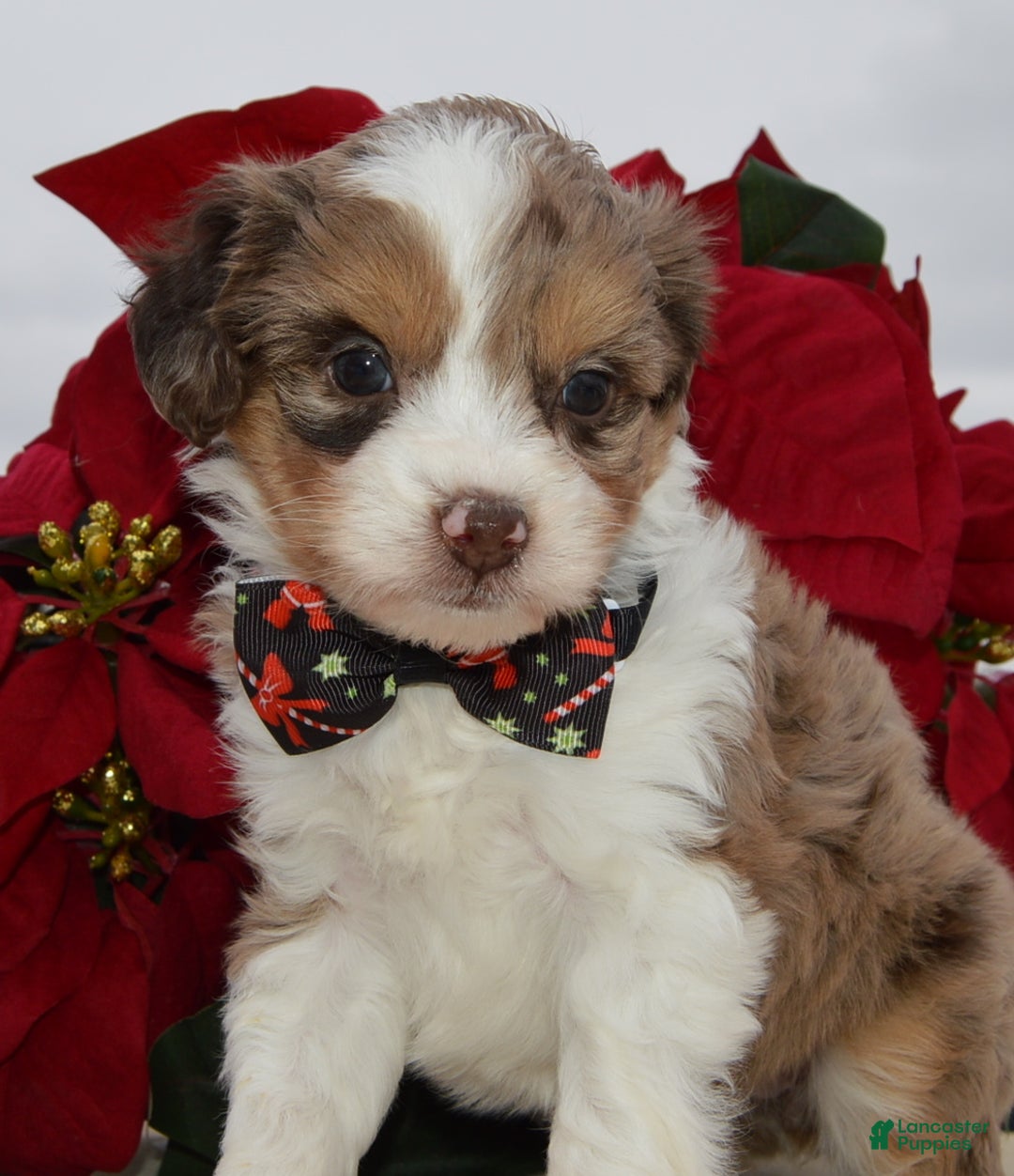 Mini Aussiedoodle dogs for sale: Toy Angel - Ad 4