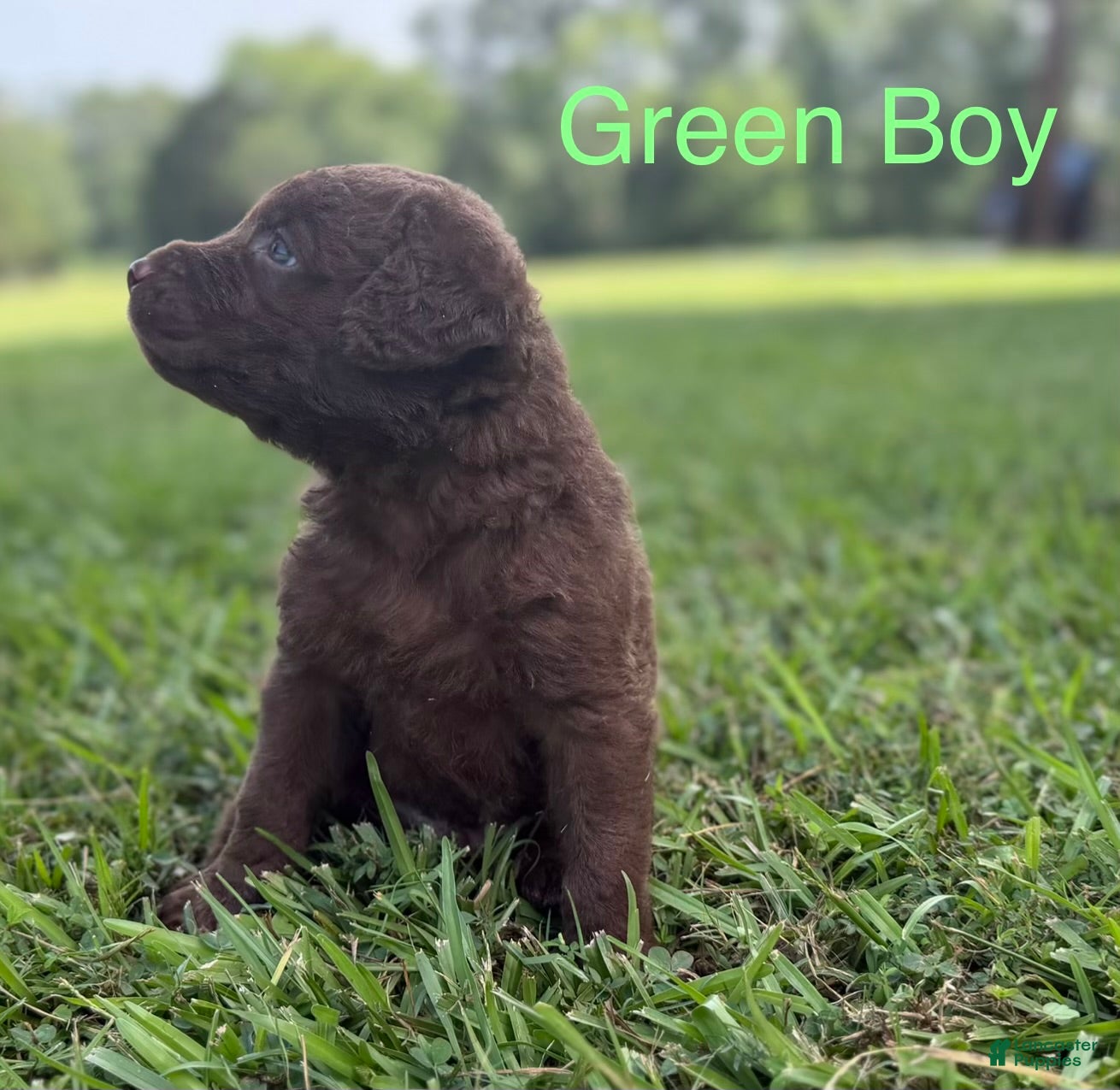 Chesapeake Bay Retriever dogs Green Collar Boy - Ad 2