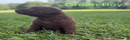 Chesapeake Bay Retriever dogs for sale: Green Collar Boy - Ad 2