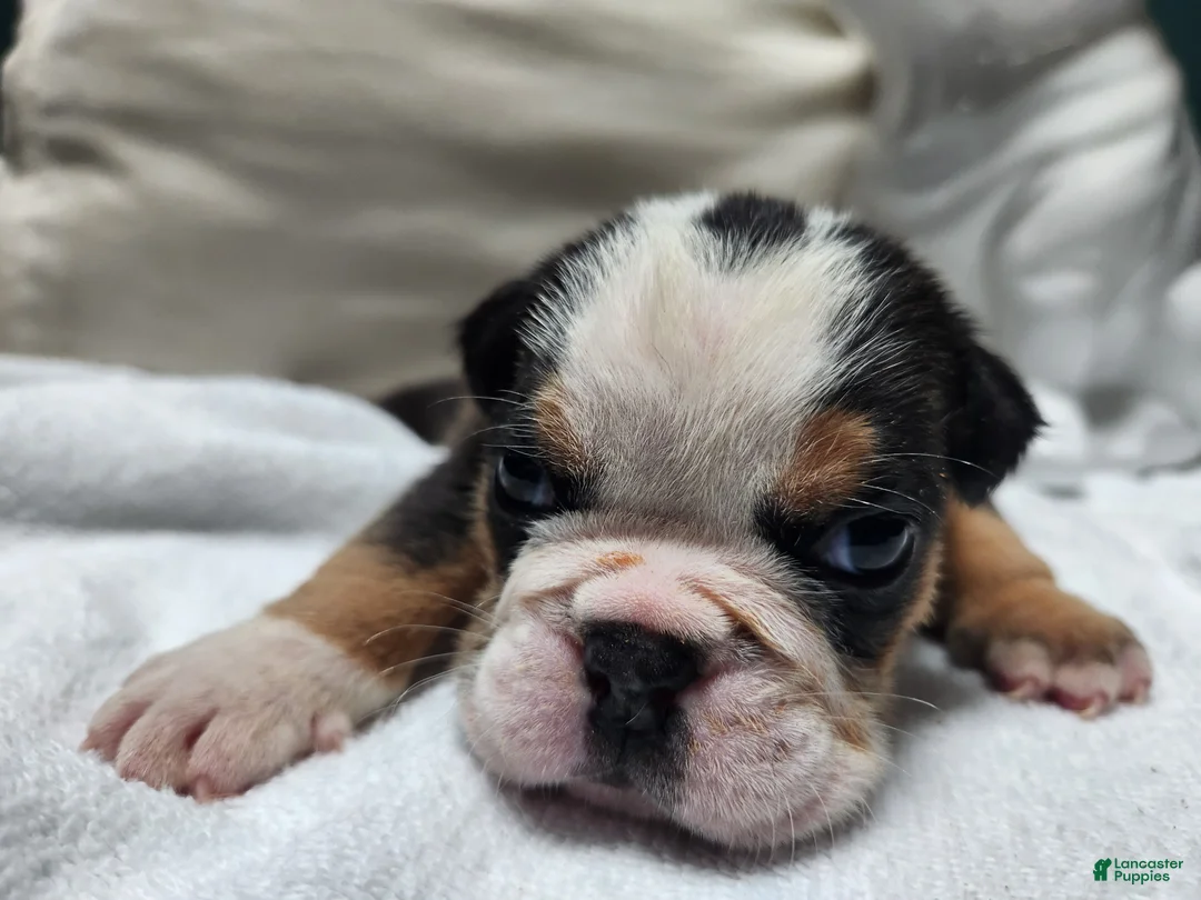 English Bulldog dogs for sale: English Bulldog Puppy 2 - Ad 1