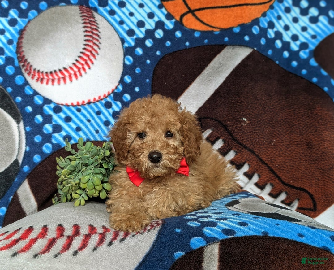 Miniature Poodle dogs for sale: Chad - Ad 5