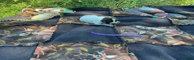 Wirehaired Pointing Griffon Female 4
