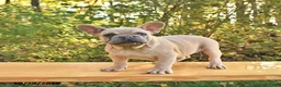 French Bulldog dogs for sale: Boone - Ad 3