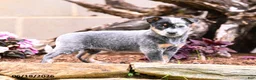 Australian Cattle Dog dogs for sale: Abby - Ad 5