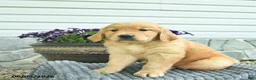 Golden Retriever dogs for sale: Titan  - Ad 3