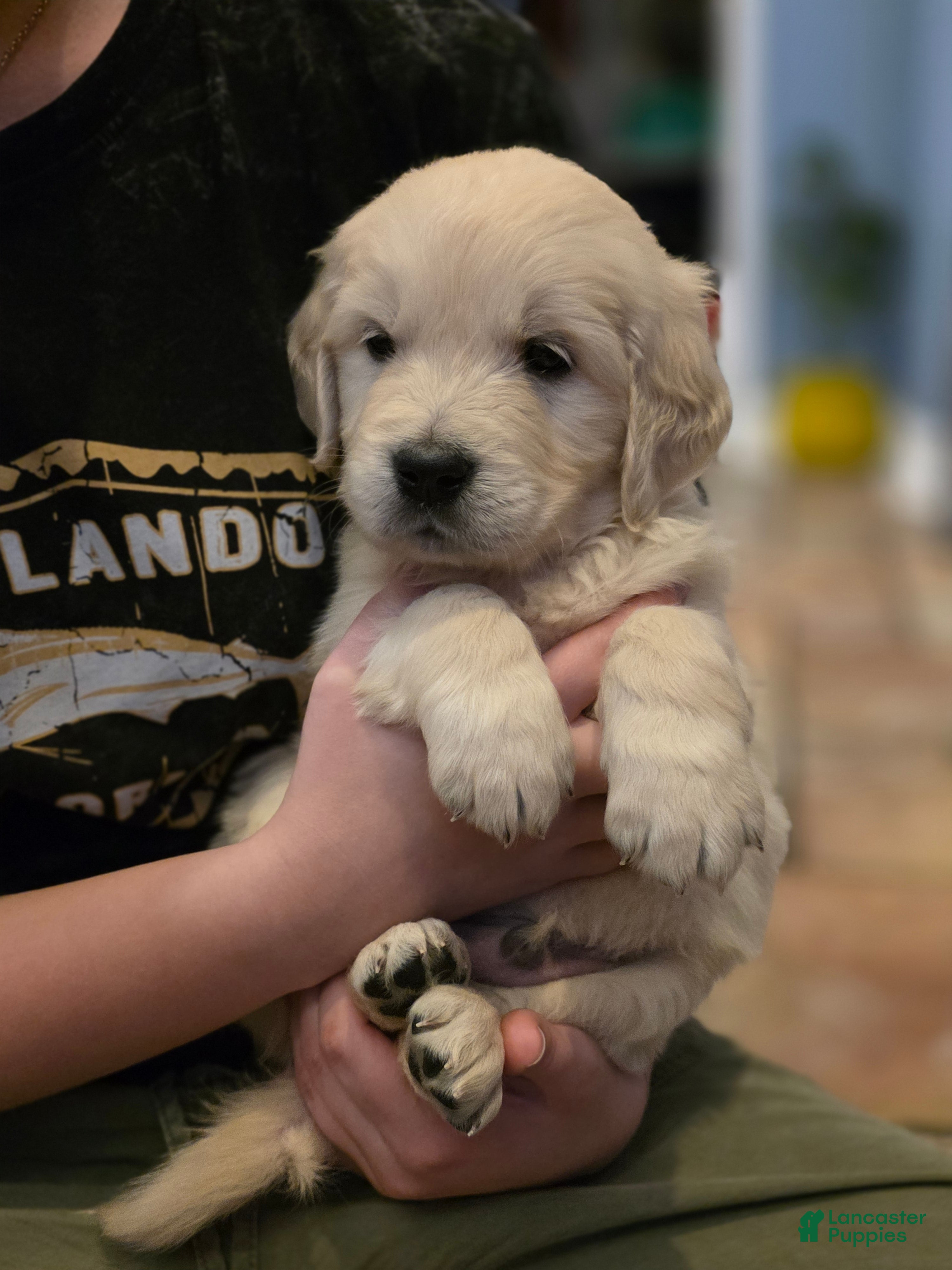 Golden Retriever dogs Apple Jacks, Champion Sired - Ad 1