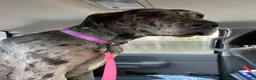 Great Dane dogs for sale: Chevy - Ad 2
